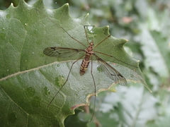 Leptotarsus cubitalis