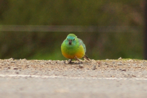 Red-rumped Parrot
