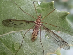 Leptotarsus cubitalis