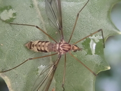 Leptotarsus cubitalis