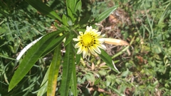 Gazania × splendens