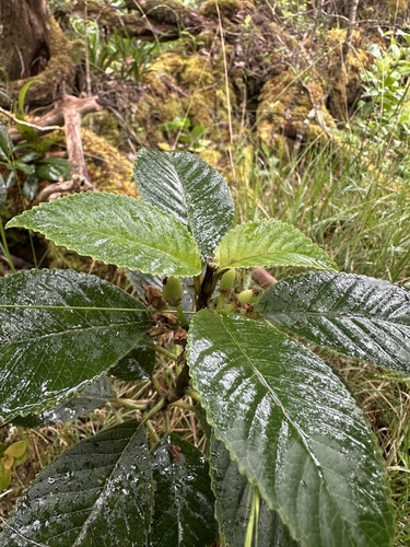 Cyrtandra paludosa observed 2026-07-10