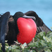 Great Frigatebird - Photo (c) Kevin Rolle, some rights reserved (CC BY-NC-SA)