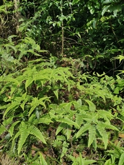 Dicranopteris pedata