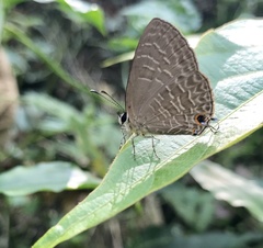 Jamides bochus formosanus