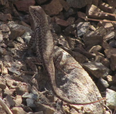 Sceloporus graciosus gracilis