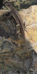 Sceloporus graciosus gracilis