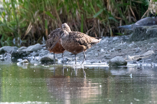 iNaturalist image