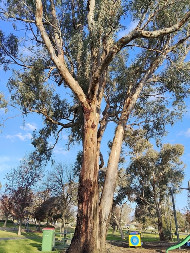 River Red Gum