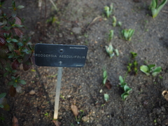 Rodgersia aesculifolia