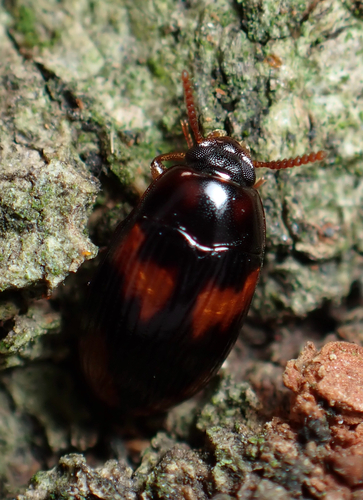 Platydema subfascia, 2026-07-10