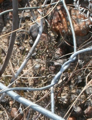 Suaeda plumosa
