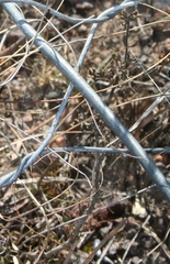 Suaeda plumosa