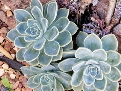 Graptoveria
