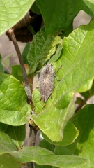 Dicerca hornii