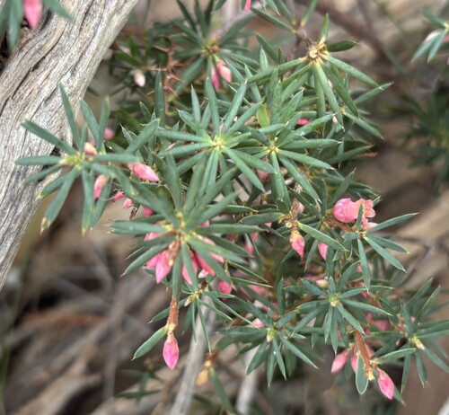 brush heath