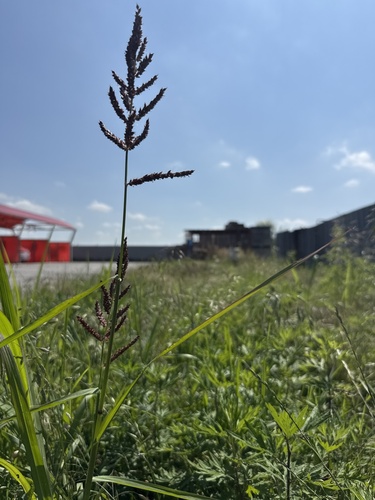 barnyardgrass