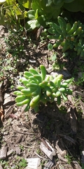 Sedum pachyphyllum