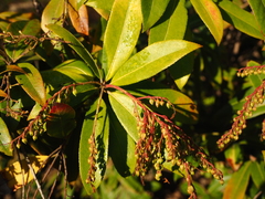 Pieris formosa