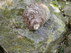 Littorina squalida