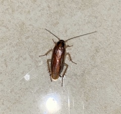 Ischnoptera bilunata