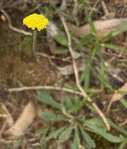 Common Billy buttons
