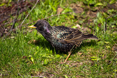 Sturnus vulgaris