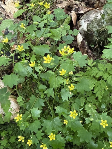 Saxifraga cymbalaria, photograph 6