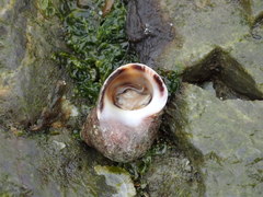 Littorina squalida