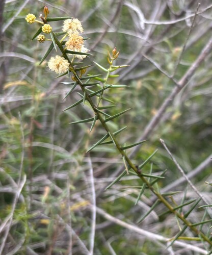 rock wattle