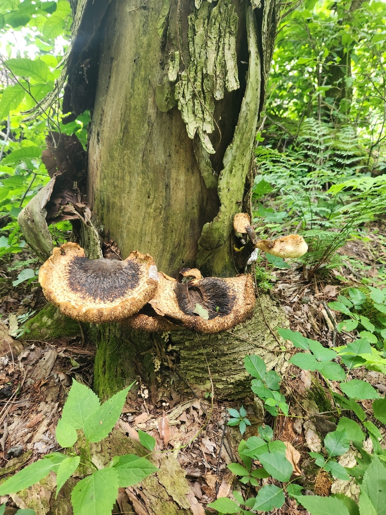 Dryad's Saddle · July 2026 · photo: Photo: (c) Aiesha Parmar, some rights reserved (CC BY) · iNaturalist