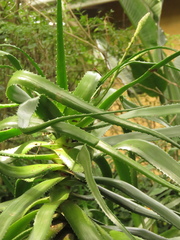 Aloe pluridens