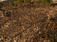 Rhododendron kaempferi