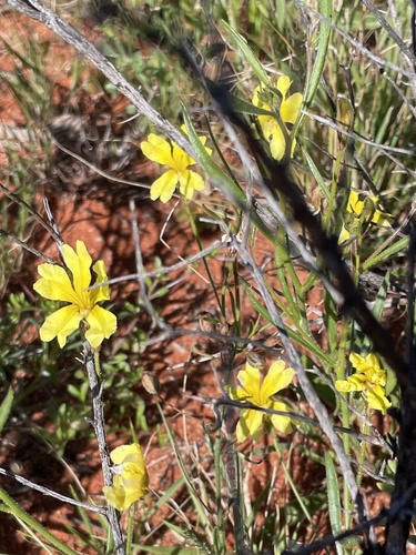 Goodenia berardiana observed 2026-07-11