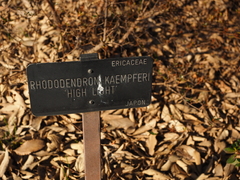 Rhododendron kaempferi
