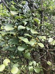 Dendrotrophe varians