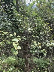 Dendrotrophe varians