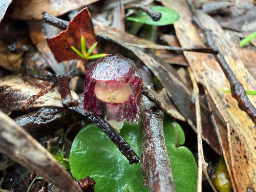 veined helmet-orchid