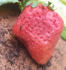 Drosophila immigrans