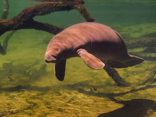 West Indian Manatee, Volusia County, US-FL, US, photo 9 of 10