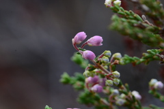 Erica umbelliflora