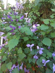 Plectranthus saccatus