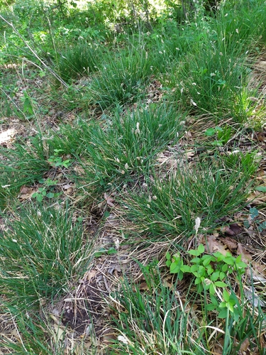 Image of Sesleria albicans by (c) carnifex, some rights reserved (CC BY)