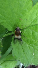 Leucozona lucorum