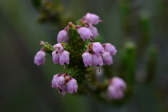 Erica umbelliflora
