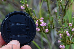 Erica umbelliflora