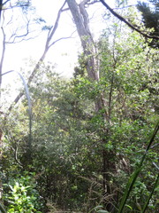 Phyllocladus trichomanoides