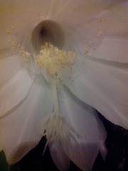 Epiphyllum oxypetalum