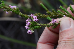 Erica umbelliflora