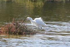 Egretta garzetta nigripes